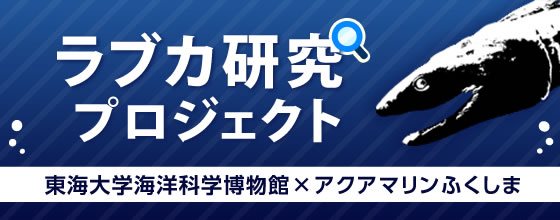 ラブカ研究プロジェクト 東海大学海洋科学博物館×アクアマリンふくしま