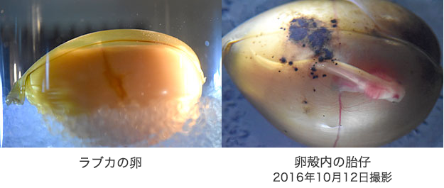 東海大学海洋科学博物館 アクアマリンふくしま ラブカ研究プロジェクト 東海大学海洋学部博物館 静岡 三保の水族館 恐竜博物館