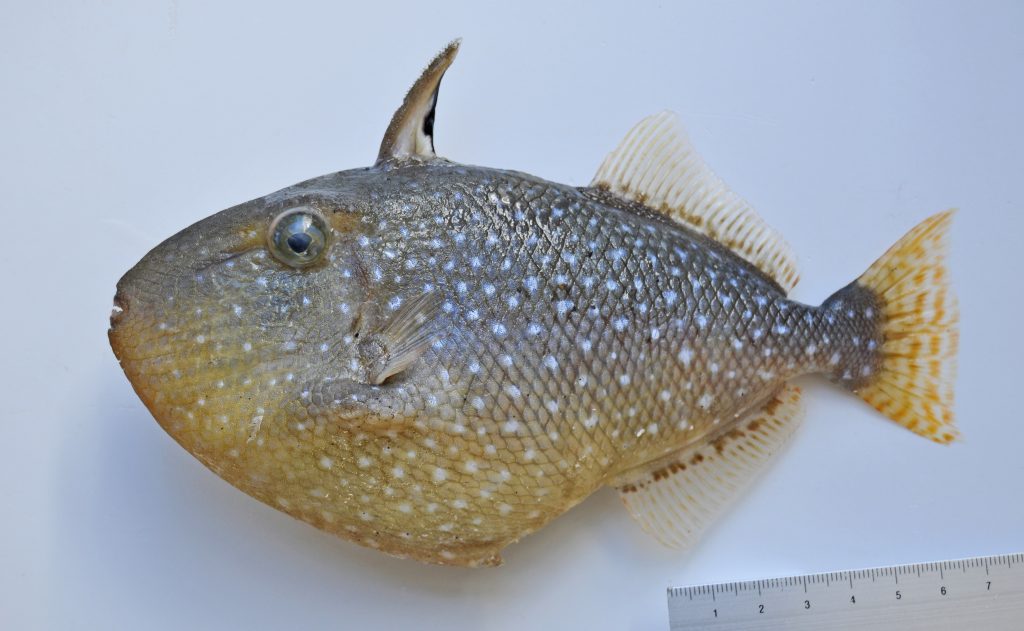 翼をもつ!?奇妙な魚 モンガラカワハギの1種 特別展示のお知らせ(終了しました) モンガラカワハギの1種の標本を特別展示!(終了しました)