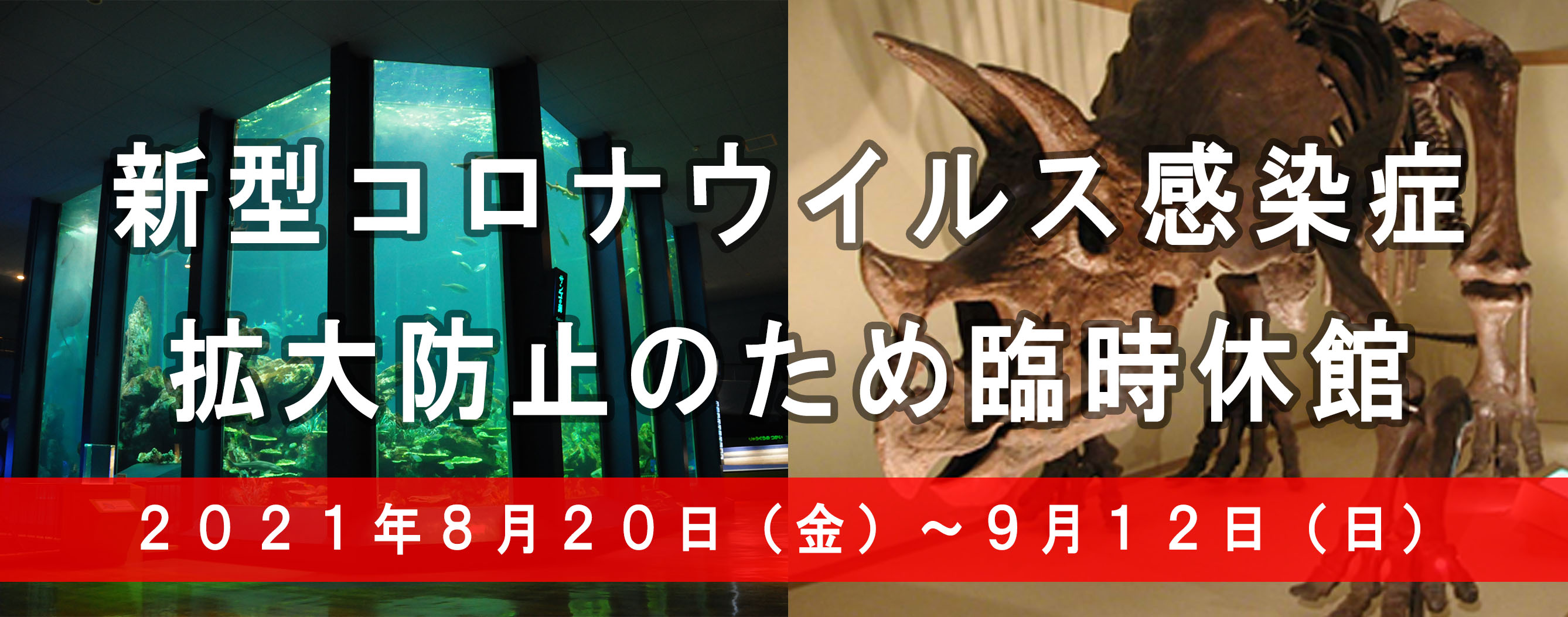 東海大学自然史博物館 静岡 三保の博物館